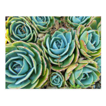 Hen and Chicks Post Cards