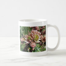 Hen and chicks (Sempervivum) flowers Coffee Mug