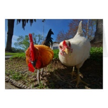 hen and rooster greeting cards
