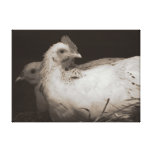 Hen and Rooster in Black and White Stretched Canvas Prints