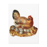Hen Chicks Babies and Eggs Postcard