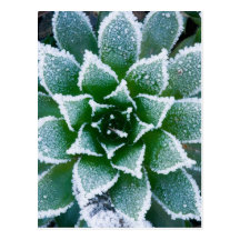 Hen & Chicks succulent with frost in the early Post Cards