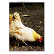 Hen Peck Cards