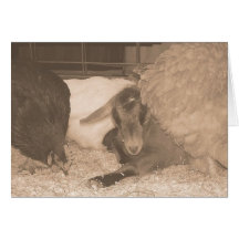 Hen Pecking Cards
