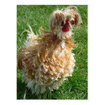 hen post cards