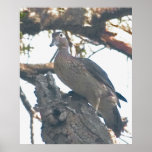 Hen Woodduck Print