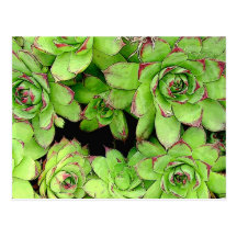 Hens and Chickens Post Card