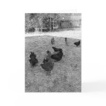 Hens in the Barn Yard Greeting Cards