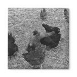 Hens in the Barn Yard Magnets