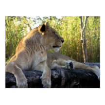 Her Majesty: The Lioness  Postcard