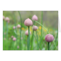 Herb Garden - Chive Buds Card