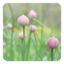 Herb Garden - Chive Buds