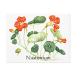 Herb Garden Series - Nasturtium Postcard