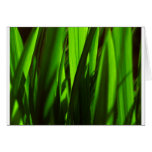 herbe exotique - vert cartes