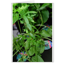 Herbs Greeting Card