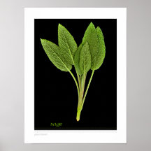 herbs - sage small print