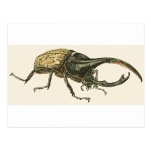Hercules Beetle Post Card