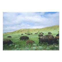 Herd of bison graze prairie grass at Theodore Art Photo