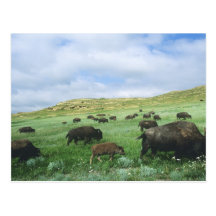 Herd of bison graze prairie grass at Theodore Postcards