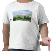 Herd of bison graze prairie grass at Theodore Tshirts