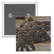 Herd of Burchell's Zebras drinking from Mara Button