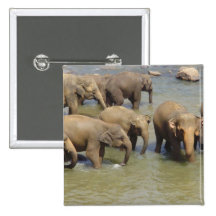 Herd of Elephants Button