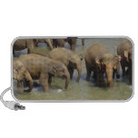 Herd of Elephants Speakers