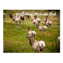 Herd of Elk at Yellowstone National Park Post Card