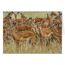 Herd of female Impala, Masai Mara, Kenya. Cards