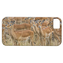 Herd of female Impala, Masai Mara, Kenya. iPhone 5 Cases