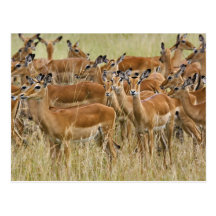 Herd of female Impala, Masai Mara, Kenya. Postcard