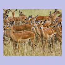 Herd of female Impala, Masai Mara, Kenya. posters
