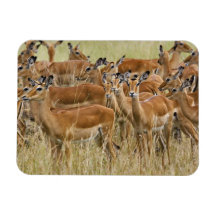 Herd of female Impala, Masai Mara, Kenya. Rectangular Magnet
