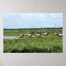 herd of wild horses poster