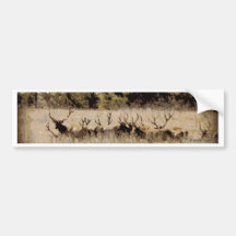 Herd of Young Bull Elk Bumper Sticker