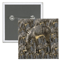 Herds of Zebras Buttons