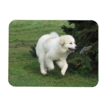 Here Birdy-Birdy Pyr Magnet