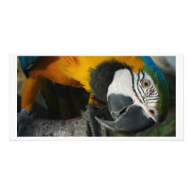 Here Looking At You Picture Card