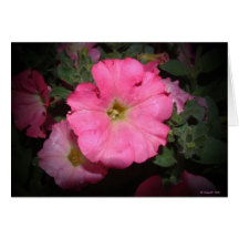 Here We Go Again Petunias Cards