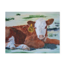 Hereford Calf Postcard