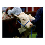 Hereford Cattle Post Card