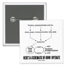 Here's A Schematic Of How I Operate (Catabolism) Pins