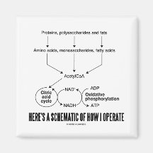 Here's A Schematic Of How I Operate (Catabolism) Magnets