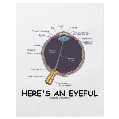 Here's An Eyeful (Eye Anatomy Humour) by wordsunwords