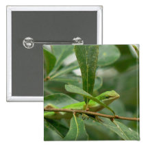 Here's Lizard Looking at You Pinback Button