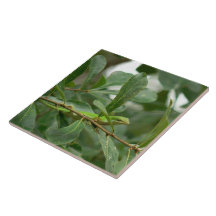 Here's Lizard Looking at You Tile