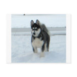Here's Trouble postcards