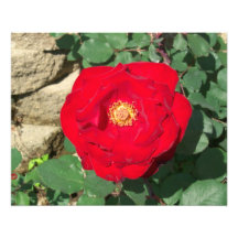 Heritage Rose Photo