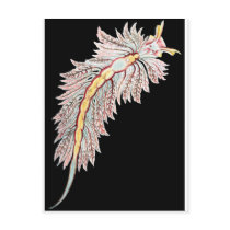 Hermaea Post Card