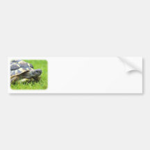 Hermans Tortoise 9W027D-066 Bumper Stickers
